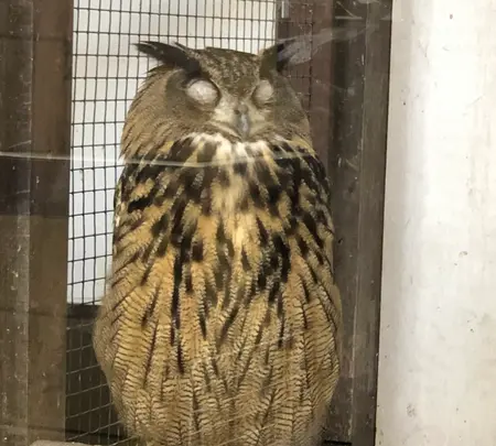 掛川花鳥園の写真・動画_image_452762