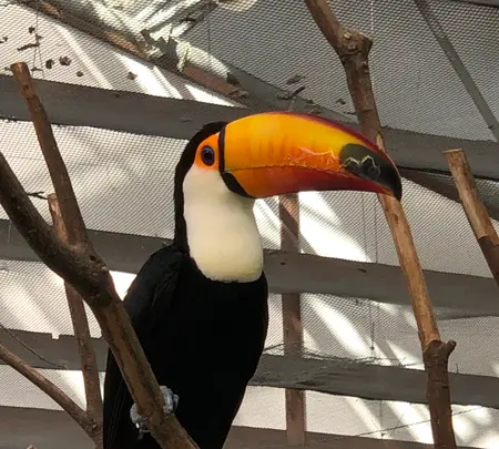 掛川花鳥園の写真・動画_image_452763