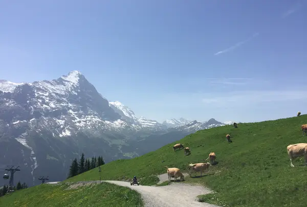 First Mountain Cartの写真・動画_image_453174