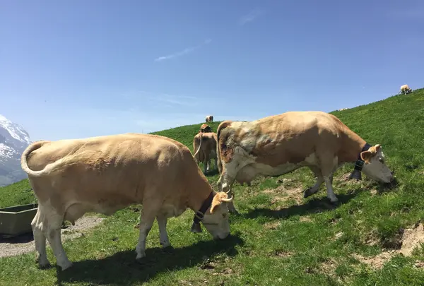 First Mountain Cartの写真・動画_image_453180