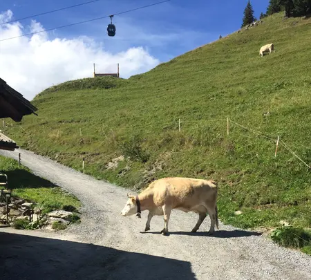 First Mountain Cartの写真・動画_image_453183