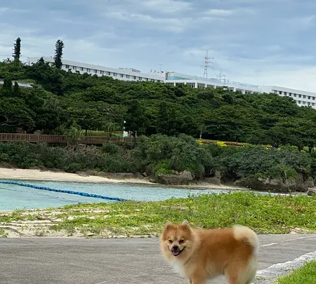 エメラルドビーチの写真・動画_image_454473