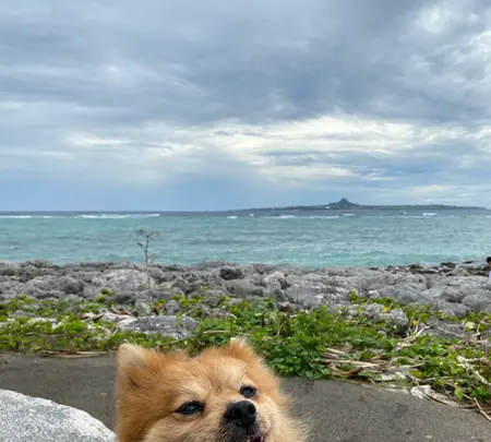 エメラルドビーチの写真・動画_image_454474