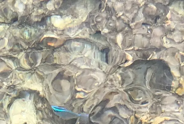 エメラルドビーチの写真・動画_image_454475