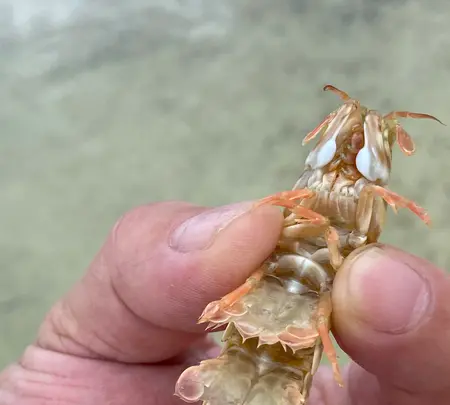 ニライビーチの写真・動画_image_454684