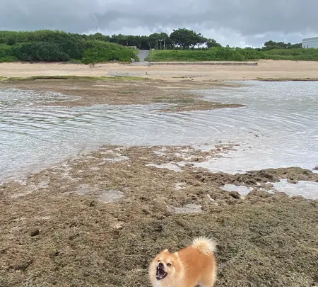 ニライビーチの写真・動画_image_454691