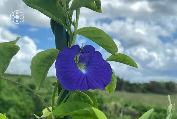 SunSet Farmの写真・動画_image_454908