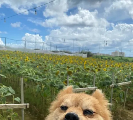 SunSet Farmの写真・動画_image_454909