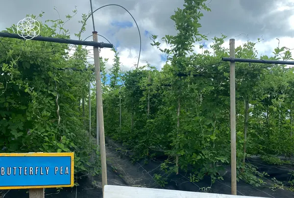 SunSet Farmの写真・動画_image_454910