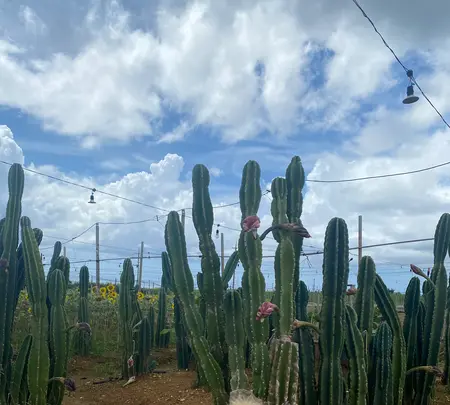 SunSet Farmの写真・動画_image_454911