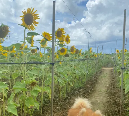 SunSet Farmの写真・動画_image_454912