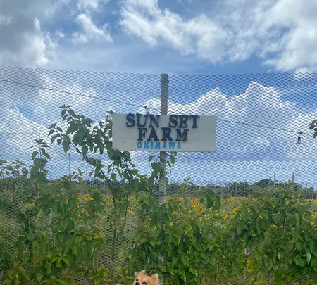 SunSet Farmの写真・動画_image_454913