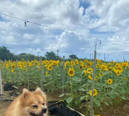 SunSet Farmの写真・動画_image_454915