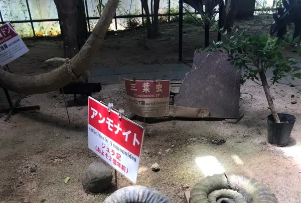 カフェくるくまの写真・動画_image_455261