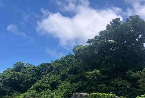 知念城跡の写真・動画_image_455447