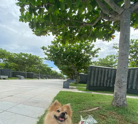 平和祈念公園の写真・動画_image_455457