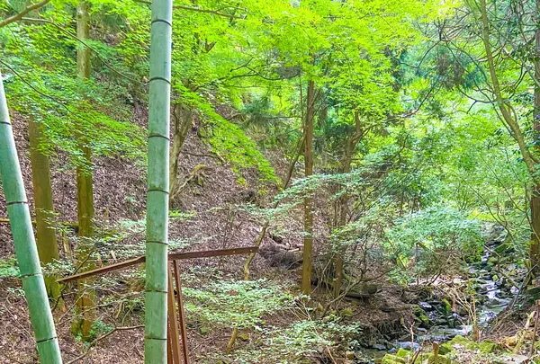 茶湯寺の写真・動画_image_456021