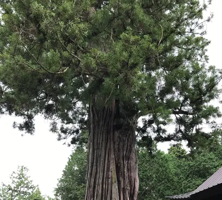 北口本宮冨士浅間神社の写真・動画_image_456029