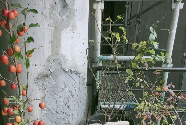 プリンス オブ ザ フルーツ （PRINCE of the FRUIT ）の写真・動画_image_456423