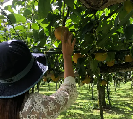 あんざい果樹園の写真・動画_image_456777