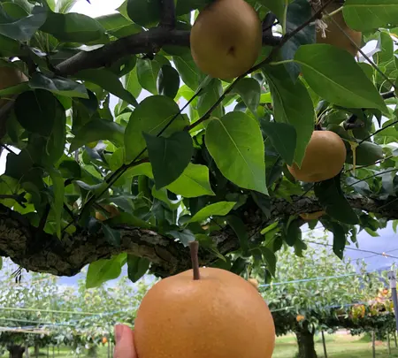 あんざい果樹園の写真・動画_image_456778