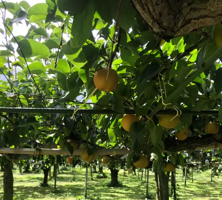 あんざい果樹園の写真・動画_image_456780