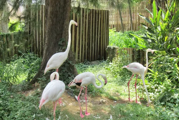 新竹市立動物園の写真・動画_image_457777