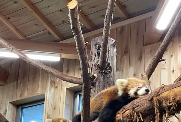 伊豆シャボテン動物公園の写真・動画_image_457804