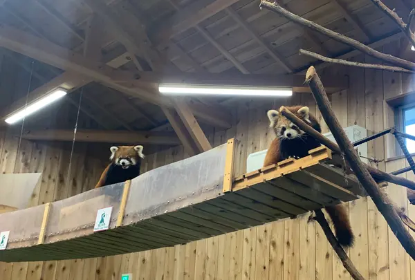 伊豆シャボテン動物公園の写真・動画_image_457805