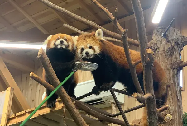 伊豆シャボテン動物公園の写真・動画_image_457806