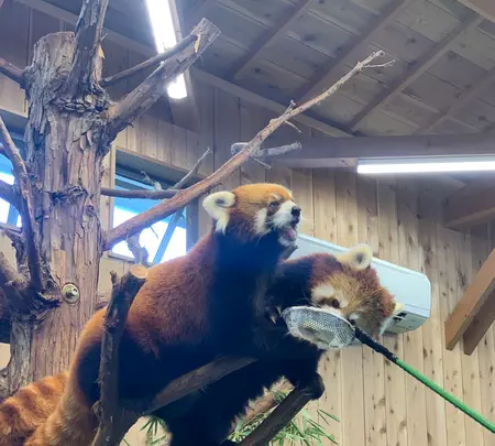 伊豆シャボテン動物公園の写真・動画_image_457807