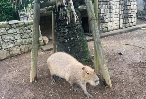 伊豆シャボテン動物公園の写真・動画_image_457808