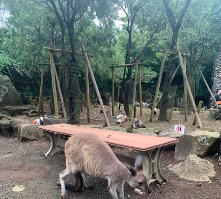 伊豆シャボテン動物公園の写真・動画_image_457809