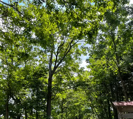 倶知安神社の写真・動画_image_458537