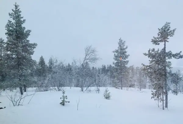 Myllyjoentie 2の写真・動画_image_458627