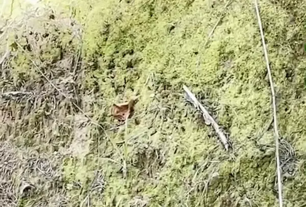 蝦夷富士羊蹄山神社の写真・動画_image_458727