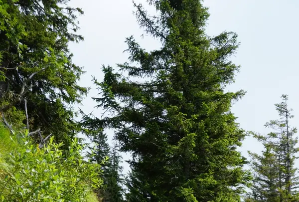 シュタンザーホルンの写真・動画_image_458926