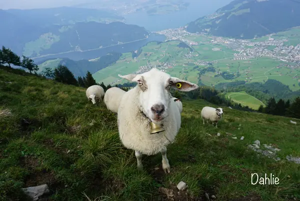 シュタンザーホルンの写真・動画_image_458938