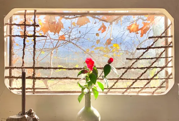 大松庵の写真・動画_image_459206