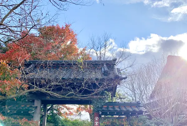 大松庵の写真・動画_image_459207