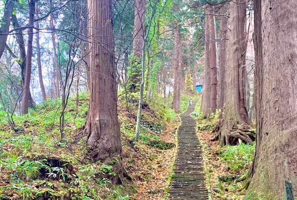 羽黒山の写真・動画_image_459222