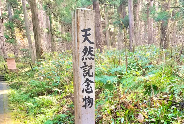 羽黒山五重塔の写真・動画_image_459238