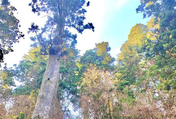 羽黒山の写真・動画_image_459242