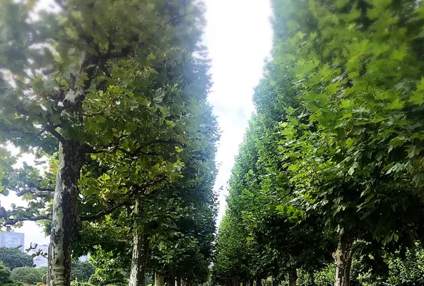 新宿御苑の写真・動画_image_459388