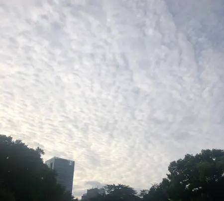 新宿御苑の写真・動画_image_459389