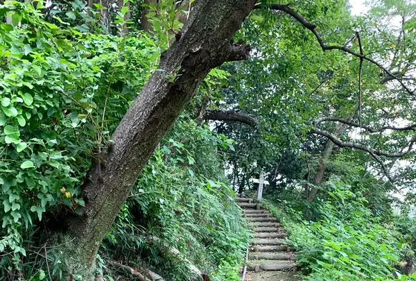 向上寺の写真・動画_image_459581