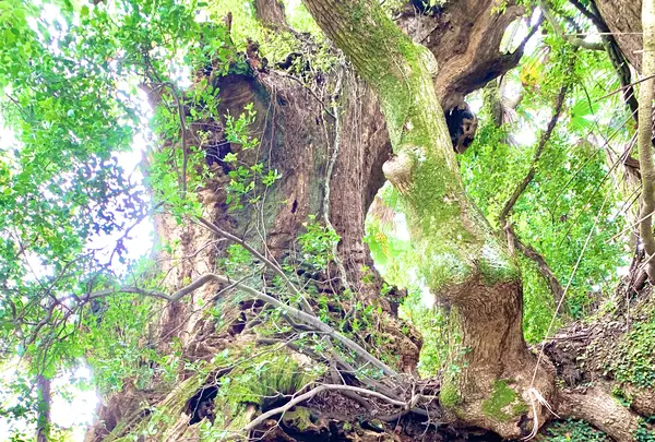 生樹の御門の写真・動画_image_459810