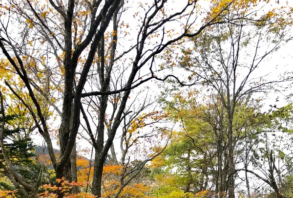 湯滝の写真・動画_image_460287