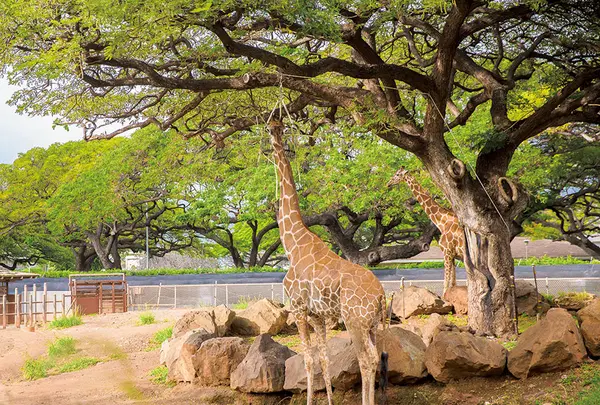 ホノルル動物園の写真・動画_image_460446