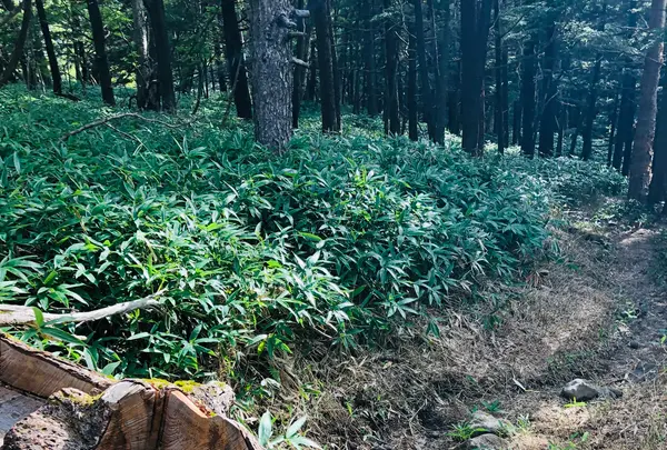 天の河原の写真・動画_image_460602